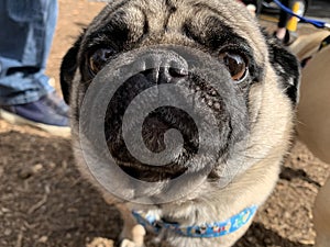 Pug dog face close up