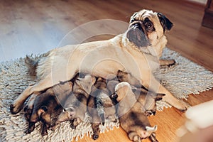 Pug dog feeding six puppies at home. Dog lying on carpet with kids