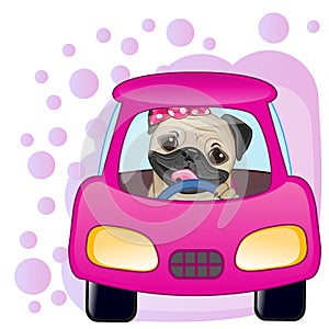 Pug Dog girl in a car