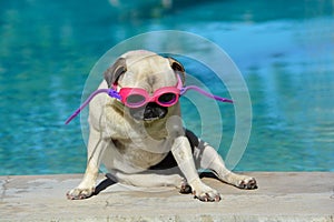 Pug dog with goggles