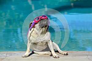 Pug dog with goggles