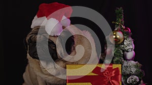 Pug, dog in a hat like Santa Claus. Dog wearing red santa hat in the run up to Christmas isolated on black background
