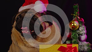 Pug, dog in a hat like Santa Claus. Dog wearing red santa hat in the run up to Christmas isolated on black background