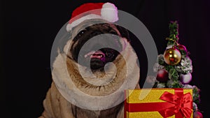 Pug, dog in a hat like Santa Claus. Dog wearing red santa hat in the run up to Christmas isolated on black background