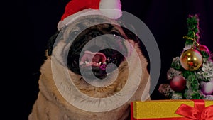 Pug, dog in a hat like Santa Claus. Dog wearing red santa hat in the run up to Christmas isolated on black background