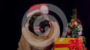 Pug, dog in a hat like Santa Claus. Dog wearing red santa hat in the run up to Christmas isolated on black background