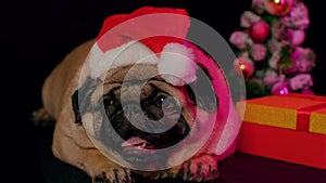 Pug, dog in a hat like Santa Claus. Dog wearing red santa hat in the run up to Christmas isolated on black background