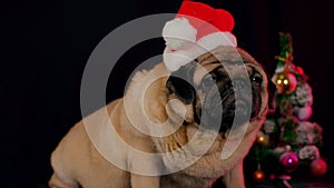 Pug, dog in a hat like Santa Claus. Dog wearing red santa hat in the run up to Christmas isolated on black background