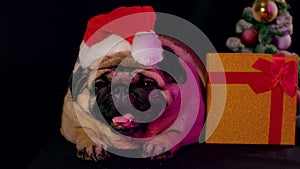 Pug, dog in a hat like Santa Claus. Dog wearing red santa hat in the run up to Christmas isolated on black background