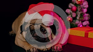 Pug, dog in a hat like Santa Claus. Dog wearing red santa hat in the run up to Christmas isolated on black background