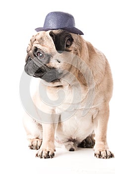 Pug, dog in hat sits ,