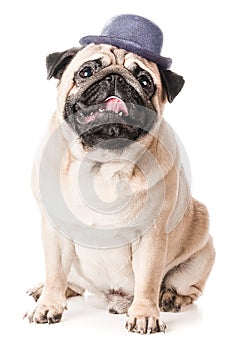 Pug, dog in hat sits with open mouth,