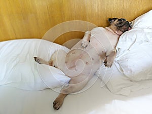 Pug dog having a relaxing siesta in bed room