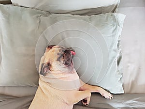 Pug dog having a siesta an resting in bed on the pillow on his back , tongue sticking out looking very funny