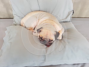 Pug dog having a siesta an resting in bed on the pillow on his back , tongue sticking out looking very funny