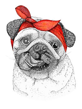 Pug dog head hand drawn illustration. Doggy in pin-up red bandana, isolated