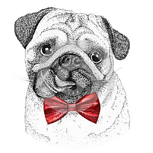 Pug dog head hand drawn illustration. watercolor doggy in bow-tie