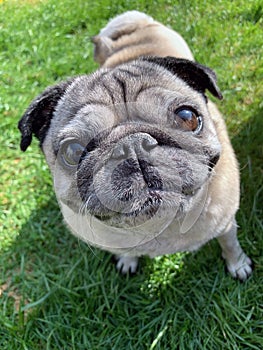 Pug dog head tilt