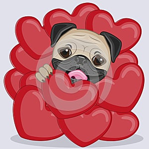 Pug Dog in hearts