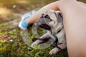 Pug dog hiding under master`s legs on grass. Happy puppy having fun with master