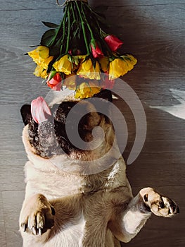Pug dog on his back smelling flowers