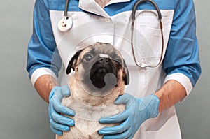 Pug dog holds a tablet on the nose and waiting for the order from a veterinarian to eat it