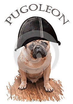 Pug dog in the image of Napoleon.