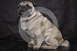 Pug dog isolated on black.