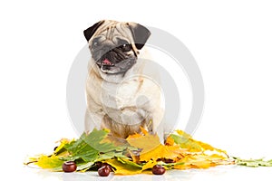 Pug dog isolated on white background, autumn leaves