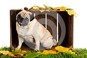 Pug dog isolated on white background, autumn leaves