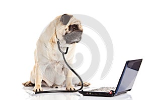 Pug dog isolated on white background doctor with computer