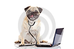 Pug dog isolated on white background doctor mit laptop