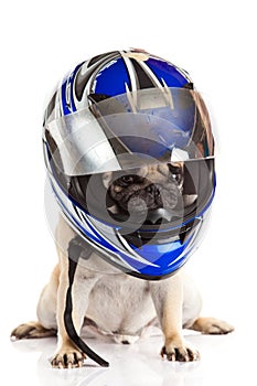 Pug dog isolated on white background motorbike helmet