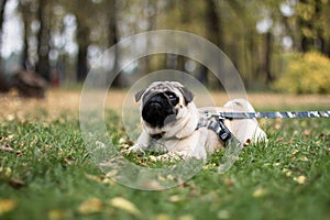 Pug dog laying on the grass