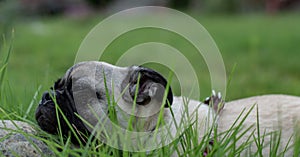 Pug dog lazying in the lush green grass