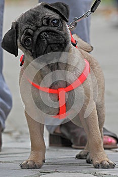 Pug dog on leash
