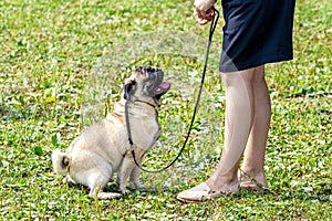 A pug dog on a leash looks at his mistress