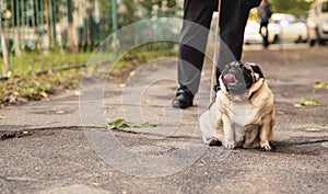 A pug dog on a leash with an open mouth and a protruding tongue on a walk with the owner.