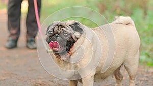 A pug dog on a leash with an open mouth and a protruding tongue on a walk with the owner.