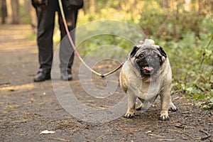 A pug dog on a leash with an open mouth and a protruding tongue on a walk with the owner.