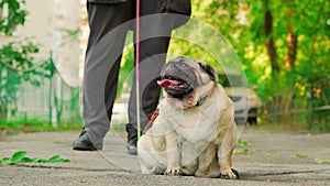 A pug dog on a leash with an open mouth and a protruding tongue on a walk with the owner.