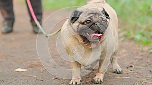 A pug dog on a leash with an open mouth and a protruding tongue on a walk with the owner.