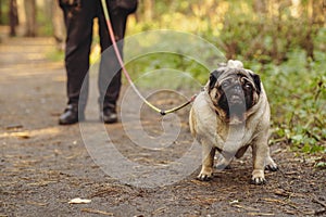 A pug dog on a leash on a walk with the owner.