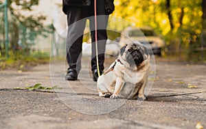 A pug dog on a leash on a walk with the owner.