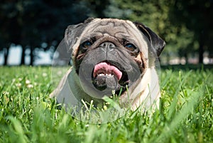 Pug dog lies on the grass in a beautiful summer park, bathed in sunlight.