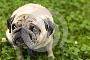 Pug dog looks up