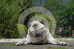 Pug dog lying in garden yawning