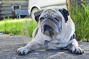 Pug dog lying on a road. On a clear summer day