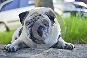 Pug dog lying on a road. On a clear summer day