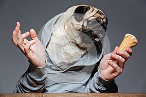 Pug dog with man hands in hoodie eating ice-cream